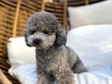 Türkiyede Nadir Silver Toy Poodle Yavruları
