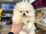 Yurtdışı pasaportlu a kalite pomeranian yavrularımız