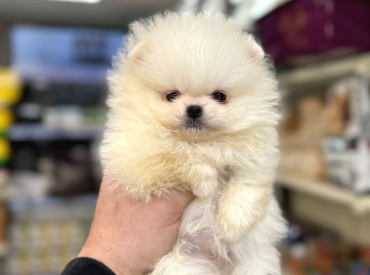 Yurtdışı Pasaportlu Pomeranian Boo Yavrular