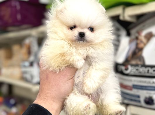 Yurtdışı Pasaportlu Pomeranian Boo Yavrular görsel