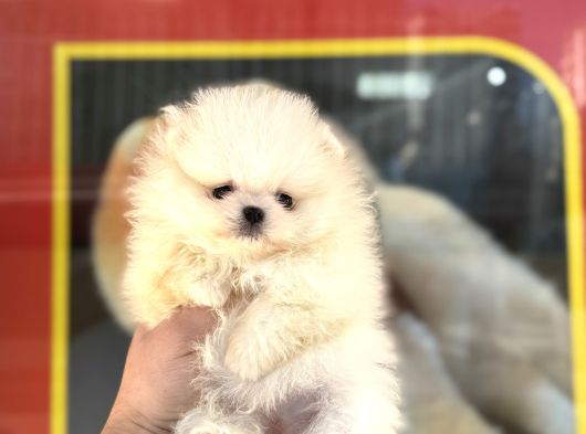 Yurtdışı Pasaportlu Pomeranian Boo Yavrular görsel