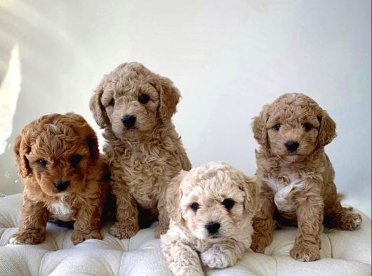 Toy Poodle Bebeklerimiz Ilk Aşıları Yapıldı
