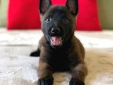 A Kalite Belçika Malinois Yavrularımız
