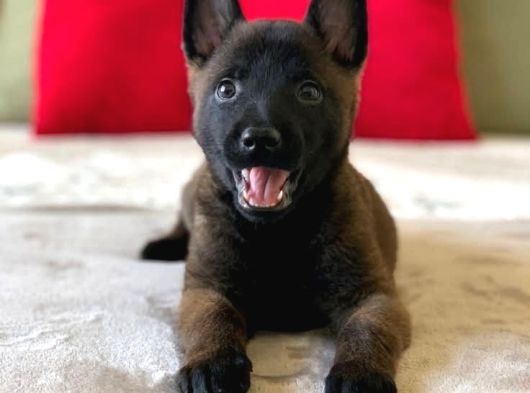 A Kalite Belçika Malinois Yavrularımız görsel