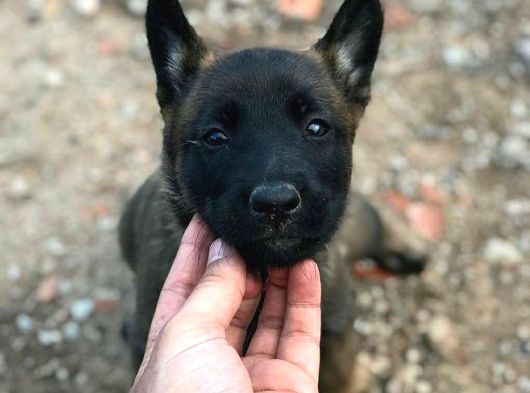 A Kalite Belçika Malinois Yavrularımız