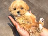 Maltipoo bebeklerimiz üst kalite teacup kg garantili