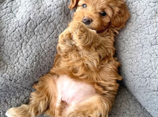 Maltipoo Bebeklerimiz Üst Kalite Teacup Kg Garantili görsel