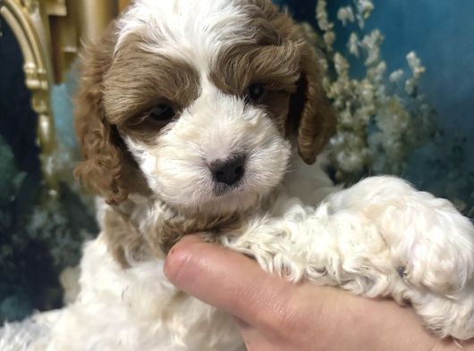 Original Cavapoo Yavruları Özel Irk görsel