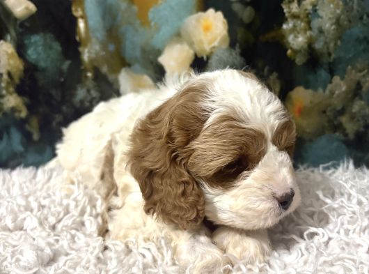 Original Cavapoo Yavruları Özel Irk görsel