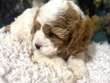Original Cavapoo Yavruları Özel Irk