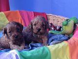 A Kali̇te Orji̇nal Cavapoo Yavrular