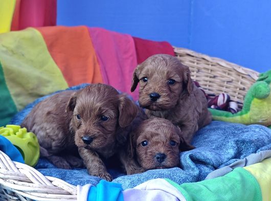 A Kali̇te Orji̇nal Cavapoo Yavrular görsel