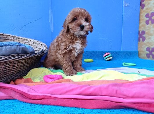 Her Bütçeye Uygun Orji̇nal Malti̇poo Yavrular