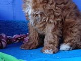 Her Bütçeye Uygun Orji̇nal Malti̇poo Yavrular