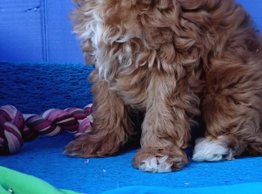 Her Bütçeye Uygun Orji̇nal Malti̇poo Yavrular görsel