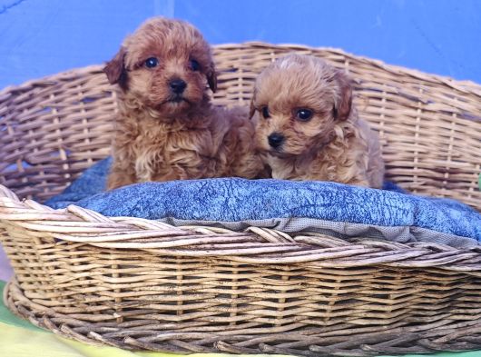 Her Bütçeye Uygun Orji̇nal Malti̇poo Yavrular görsel