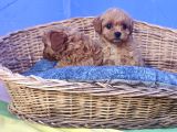 Her Bütçeye Uygun Orji̇nal Malti̇poo Yavrular