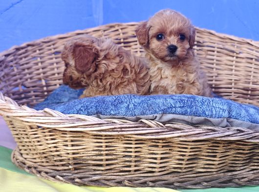 Her Bütçeye Uygun Orji̇nal Malti̇poo Yavrular görsel