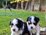 Gerçek Morki̇e Yavrular İstanbul Köpek Çi̇ftli̇ği̇nde