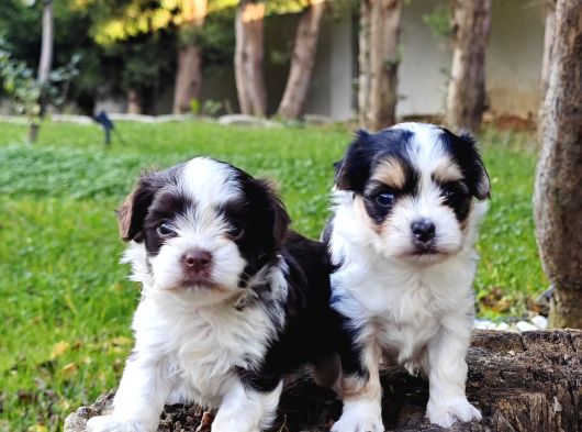 Gerçek Morki̇e Yavrular İstanbul Köpek Çi̇ftli̇ği̇nde görsel