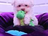HER BUTCEYE UYGUN ORJİNAL MALTESE YAVRULAR