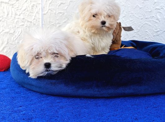 Gerçek Morki̇e Yavrular İstanbul Köpek Çi̇ftli̇ği̇nde görsel
