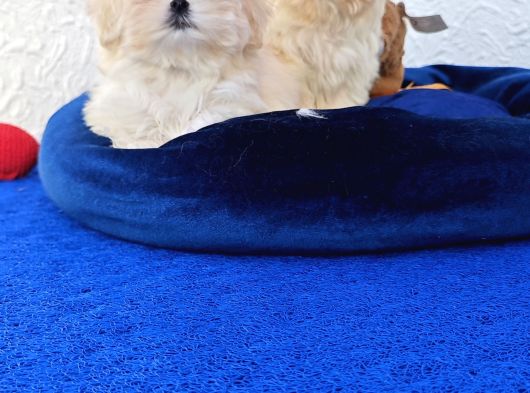 Gerçek Morki̇e Yavrular İstanbul Köpek Çi̇ftli̇ği̇nde görsel