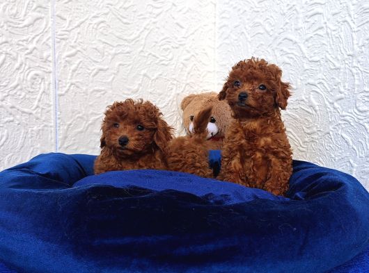 Her Bütçeye Uygun Orji̇nal Toy Poodle Yavrular görsel