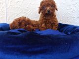 Her Bütçeye Uygun Orji̇nal Toy Poodle Yavrular