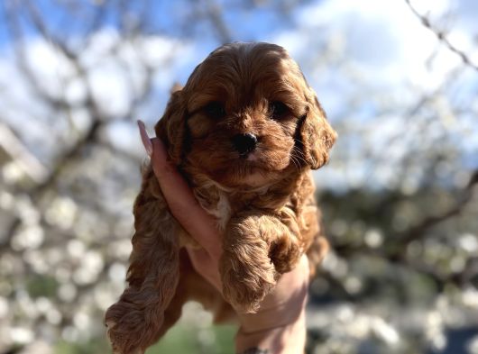 Original Maltipoo Özel Irk Yavruları görsel