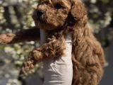 Original Maltipoo Özel Irk Yavruları