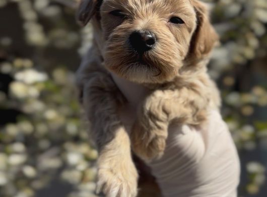 Original Maltipoo Özel Irk Yavruları görsel