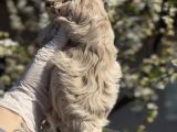 Original Maltipoo Özel Irk Yavruları