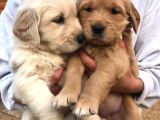 Babyface Küt Burun Safkan Golden Retriever Yavruları