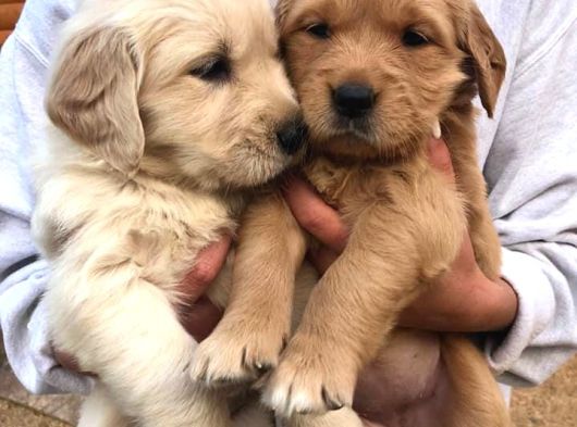 Babyface Küt Burun Safkan Golden Retriever Yavruları görsel