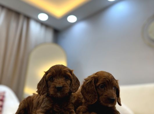 Red Brown Maltipoo Bebekler görsel