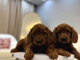 Red Brown Maltipoo Bebekler