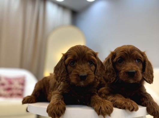Red Brown Maltipoo Bebekler