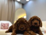 Red Brown Maltipoo Bebekler