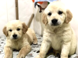 Babyface Küt Burun Safkan Golden Retriever Yavruları