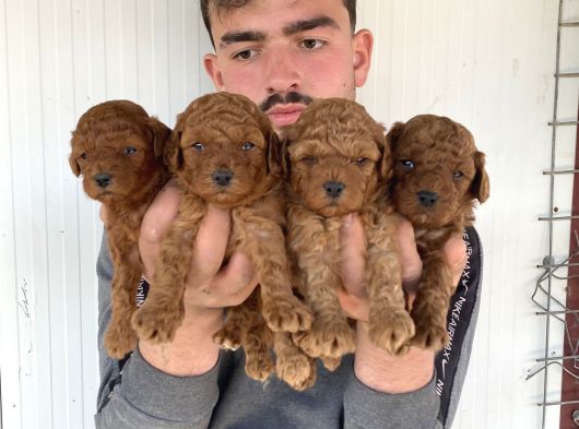 Çok Şi̇ri̇n Toy Poodle Yavrulari görsel