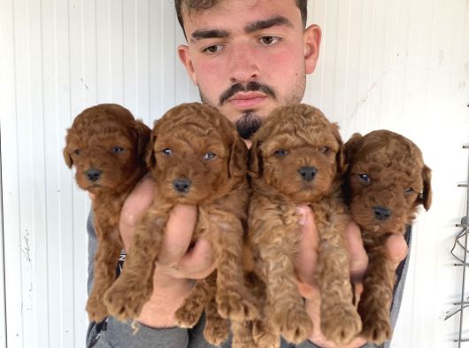 Çok Şi̇ri̇n Toy Poodle Yavrulari görsel