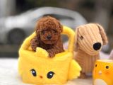 Mi̇cro Poodle Yavrular