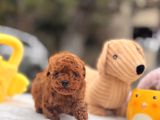 Mi̇cro Poodle Yavrular