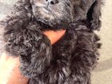 Türkiyede Nadir Silver Toy Poodle Yavruları