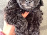 Türkiyede Nadir Silver Toy Poodle Yavruları