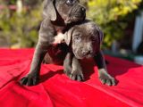 Dev Cane Corso Yavrularımız
