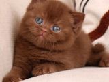Bitter Çikolata British Shorthair