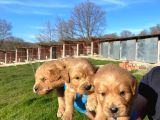 Dişi Erkek Golden Retriver Yavrularımız