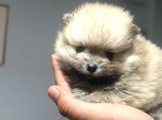 Pomerian Boo Erkek Ve Dişi Yavrularımız görsel